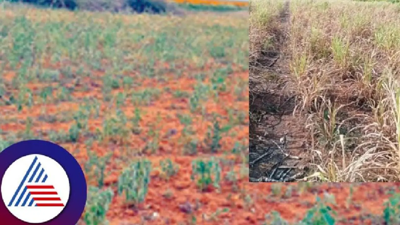 ಹಾವೇರಿ: ಬಾರದ ಮಳೆ ಒಣಗಿ ನಿಂತ ಬೆಳೆ, ರೈತರು ಕಂಗಾಲು! ಹಾವೇರಿ: ಬಾರದ ಮಳೆ ಒಣಗಿ ನಿಂತ ಬೆಳೆ, ರೈತರು ಕಂಗಾಲು!