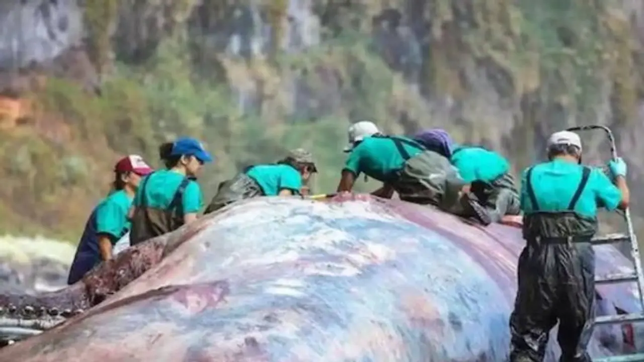 What is Ambergris or 'Floating Gold'? Treasure worth Rs 4 crore found in dead whale; Read