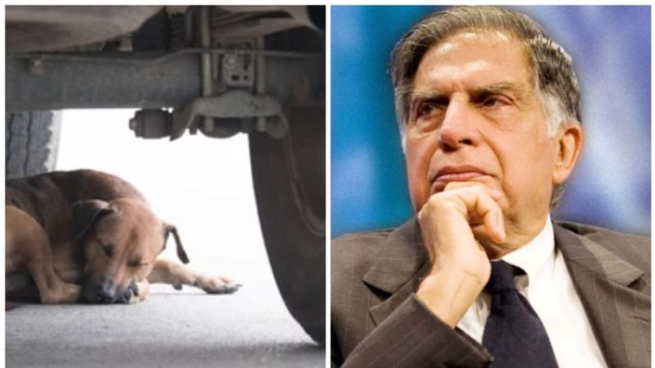 "വാഹനം സ്റ്റാര്ട്ടാക്കും മുമ്പ് അടിഭാഗം പരിശോധിക്കുക,അവിടൊരു ജീവനുണ്ടാകാം.." കണ്ണുനനച്ച് രത്തൻ ടാറ്റ! "വാഹനം സ്റ്റാര്ട്ടാക്കും മുമ്പ് അടിഭാഗം പരിശോധിക്കുക,അവിടൊരു ജീവനുണ്ടാകാം.." കണ്ണുനനച്ച് രത്തൻ ടാറ്റ!