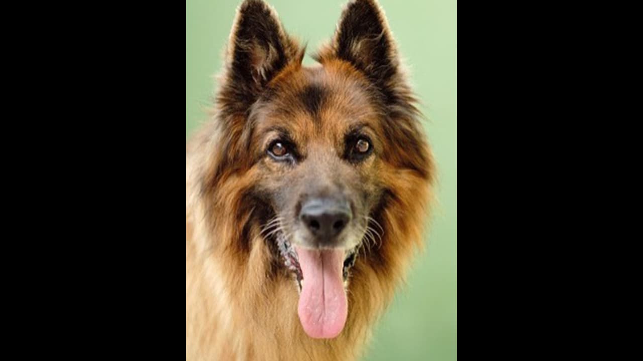 ಅದೃಷ್ಠ ಬಂದರೆ ಹೀಗಿರಬೇಕು, ಈ ನಾಯಿ ಆಸ್ತಿ ಬರೋಬ್ಬರಿ 3,3356 ಕೋಟಿ ರೂ!