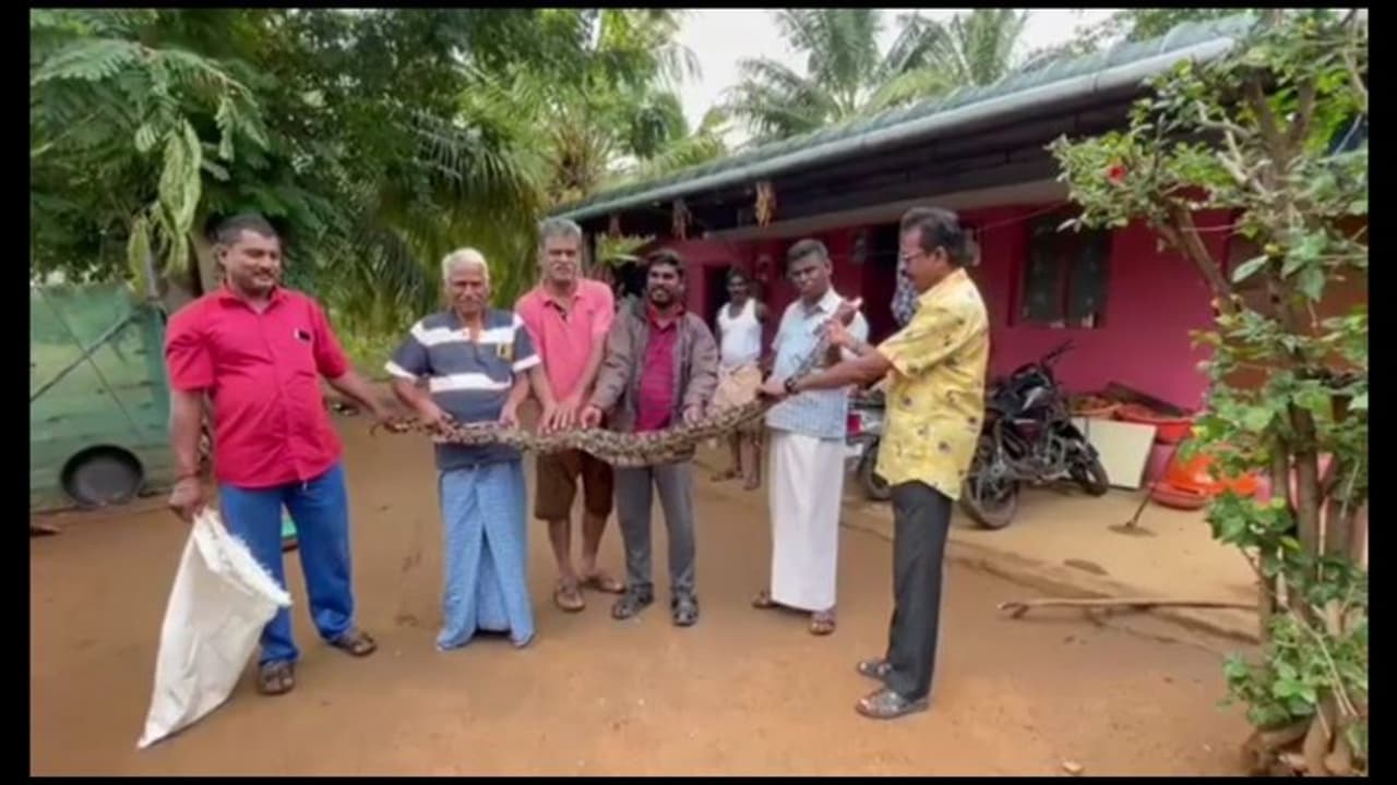 அழையா விருந்தாளியாக வீட்டிற்குள் நெழிந்த மலைப்பாம்பு; குடும்ப உறுப்பினர்கள் அதிர்ச்சி
