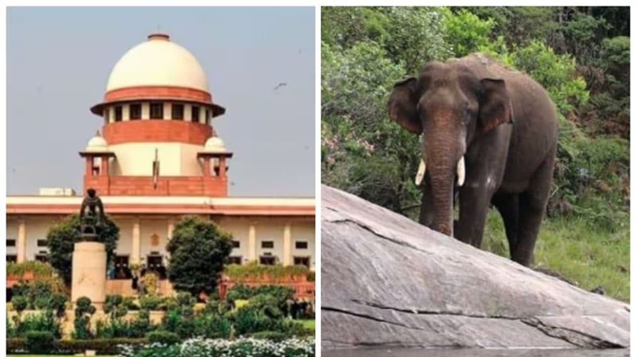 'അരിക്കൊമ്പനെ കുറിച്ച് ഒന്നും പറയേണ്ട'; ഹർജിയില് വിമര്ശനവുമായി സുപ്രീംകോടതി 'അരിക്കൊമ്പനെ കുറിച്ച് ഒന്നും പറയേണ്ട'; ഹർജിയില് വിമര്ശനവുമായി സുപ്രീംകോടതി