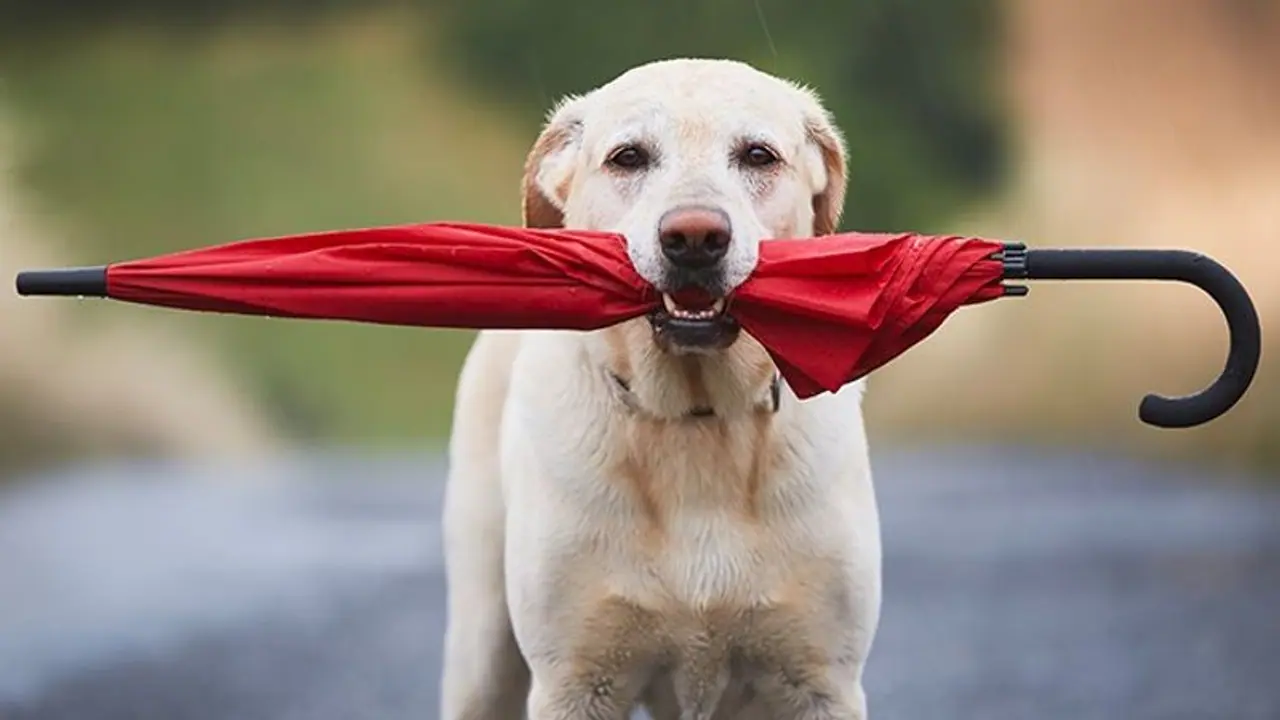 Monsoon Pet Care: Tips to keep your dogs healthy during rainy season Monsoon Pet Care: Tips to keep your dogs healthy during rainy season