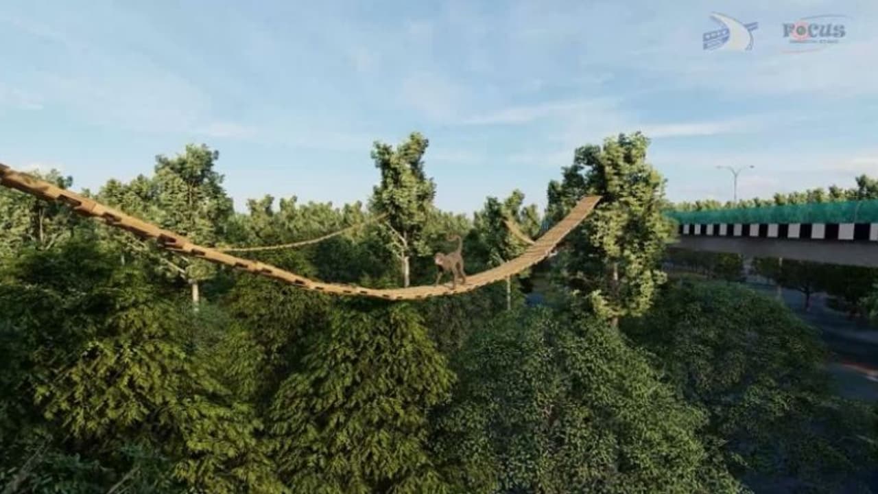 தேசிய நெடுஞ்சாலைகளில் வன விலங்குகளுக்கு தனி வழித்தடங்கள்; பிரதமர் மோடியின் தொலைநோக்குப் பார்வை!! தேசிய நெடுஞ்சாலைகளில் வன விலங்குகளுக்கு தனி வழித்தடங்கள்; பிரதமர் மோடியின் தொலைநோக்குப் பார்வை!!