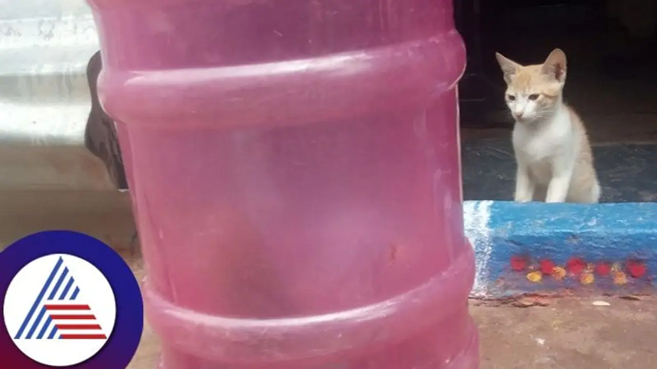 పాము నుంచి కుటుంబాన్ని కాపాడిన పిల్లులు.. మ్యావ్ అంటూ పామును వారి ముందుకు రప్పించి..!