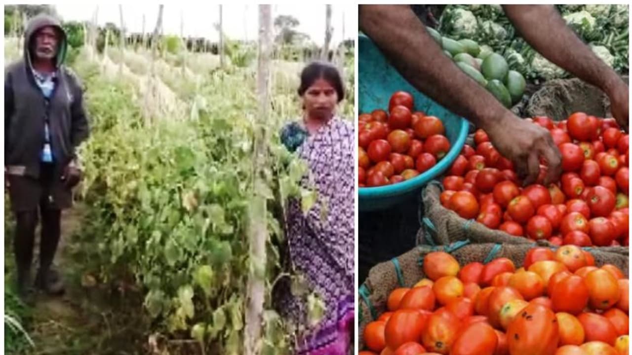 വിൽക്കാൻ സൂക്ഷിച്ച തക്കാളി മോഷ്ടാക്കൾ കൊണ്ടുപോയി, ലക്ഷങ്ങളുടെ നഷ്ടം; ചങ്കുതകർന്ന് കർഷകൻ