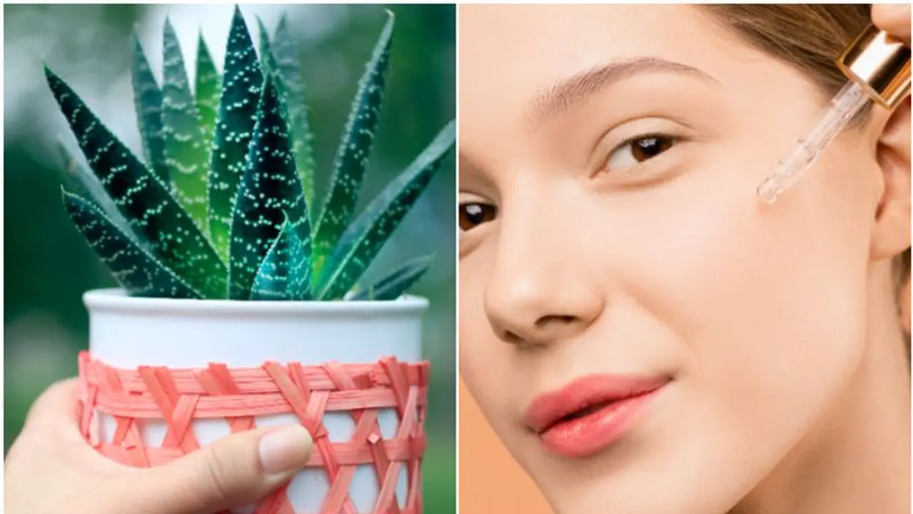Unlocking the power of Aloe Vera: 7 versatile ways to use it for skin, hair, and health Unlocking the power of Aloe Vera: 7 versatile ways to use it for skin, hair, and health