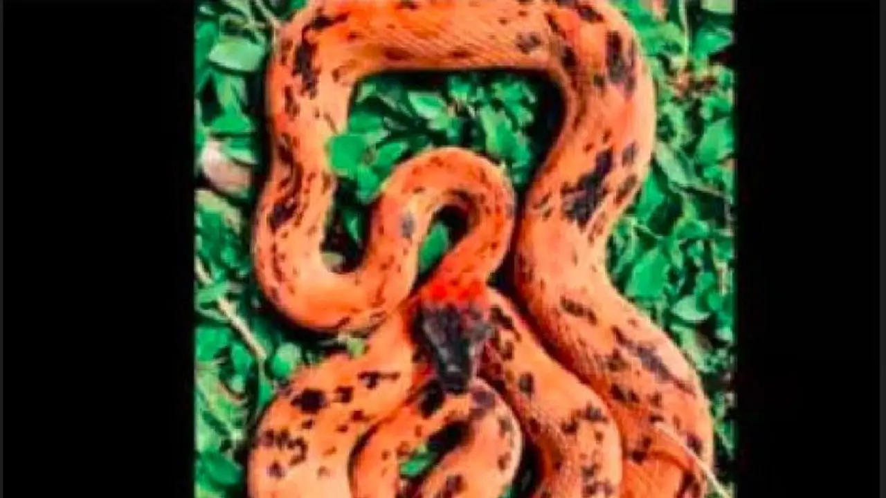 ಮುತ್ತಿನ ನಗರಿ ನೋಡಲು ಹಾವಿಗೂ ಆಸೆ: ಕಾರ್ಗೋ ಟ್ರಕ್ ಏರಿ ಗುಜರಾತ್ನಿಂದ ಹೈದರಾಬಾದ್ಗೆ ಹಾವಿನ ಸವಾರಿ ಮುತ್ತಿನ ನಗರಿ ನೋಡಲು ಹಾವಿಗೂ ಆಸೆ: ಕಾರ್ಗೋ ಟ್ರಕ್ ಏರಿ ಗುಜರಾತ್ನಿಂದ ಹೈದರಾಬಾದ್ಗೆ ಹಾವಿನ ಸವಾರಿ