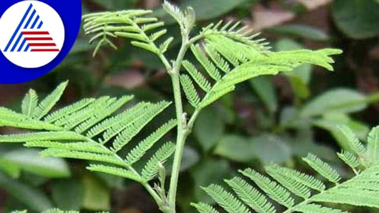  శ్రావణ మాసంలో ఇలా చేస్తే..మీకు అదృష్టం లభిస్తుంది..!