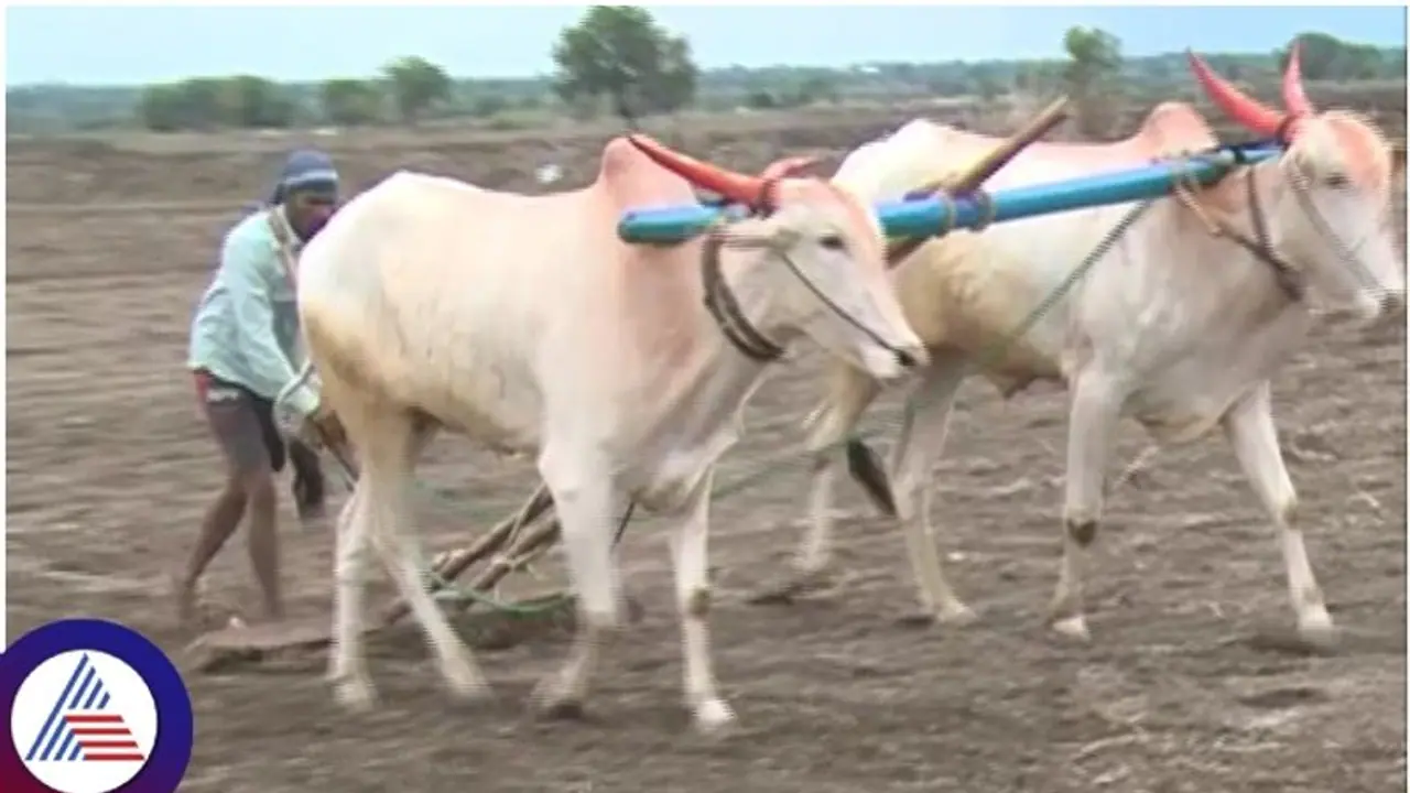 ಕೇವಲ 12 ಗಂಟೆಯಲ್ಲಿ 21 ಏಕರೆ ಬಿತ್ತನೆ ಮಾಡಿದ ಯುವರೈತ: ಹಲಗೆ ಬಾರಿಸಿದ ಗ್ರಾಮಸ್ಥರು