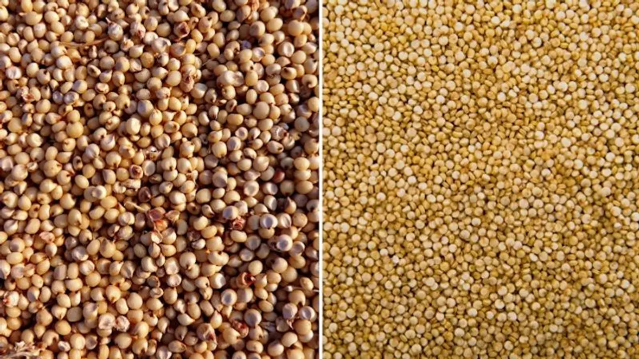 Gluten Free to Controlling Diabetes: 5 incredible benefits of eating Jowar Gluten Free to Controlling Diabetes: 5 incredible benefits of eating Jowar