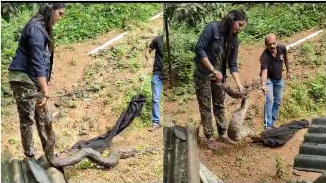 പതിവായി താറാവിനെ കാണാതാകും, കാരണമറിയില്ല; ഒടുവിൽ കള്ളനെ പൊക്കി, ഇരവിഴുങ്ങി അനങ്ങാനാവാതെ പെരുമ്പാമ്പ് ! പതിവായി താറാവിനെ കാണാതാകും, കാരണമറിയില്ല; ഒടുവിൽ കള്ളനെ പൊക്കി, ഇരവിഴുങ്ങി അനങ്ങാനാവാതെ പെരുമ്പാമ്പ് !