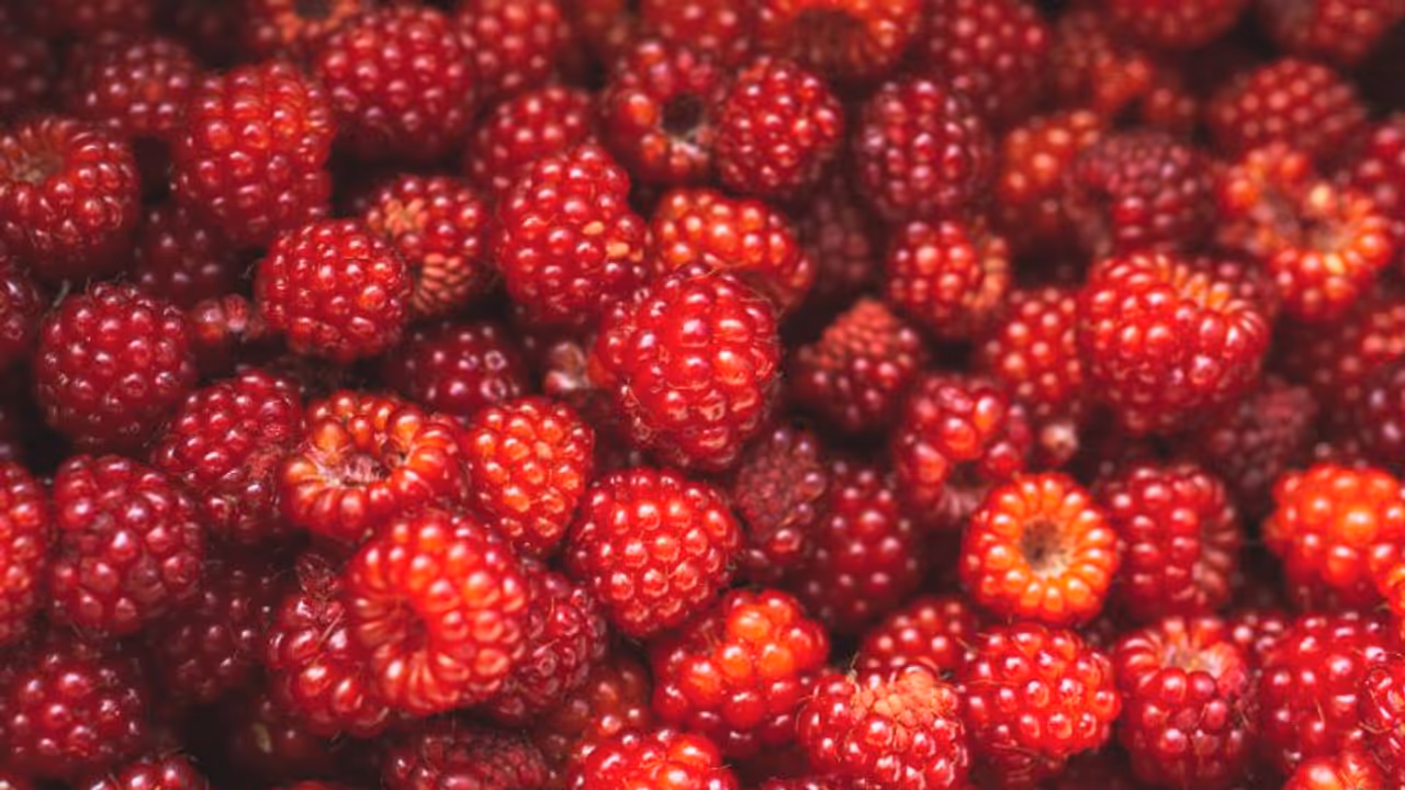 ദിവസവും കഴിക്കാം റാസ്ബെറി; അറിയാം ഈ ഗുണങ്ങള്... ദിവസവും കഴിക്കാം റാസ്ബെറി; അറിയാം ഈ ഗുണങ്ങള്...