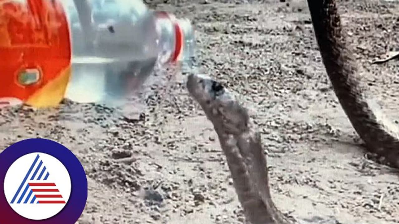 Viral Video : ನಾಗರ ಹಾವಿಗೆ ಬಾಟಲಿಯಲ್ಲಿ ನೀರು ಕುಡಿಸಿದ ವ್ಯಕ್ತಿ