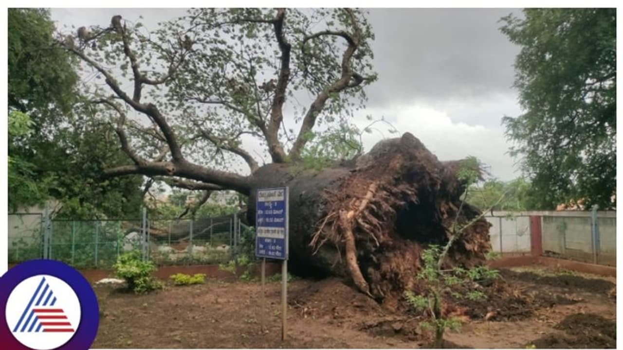 ಧರೆಗೆ ಉರುಳಿದ ಹಾವೇರಿಯ ಐತಿಹಾಸಿಕ ದೊಡ್ಡ ಹುಣಸೆ ಮರ!