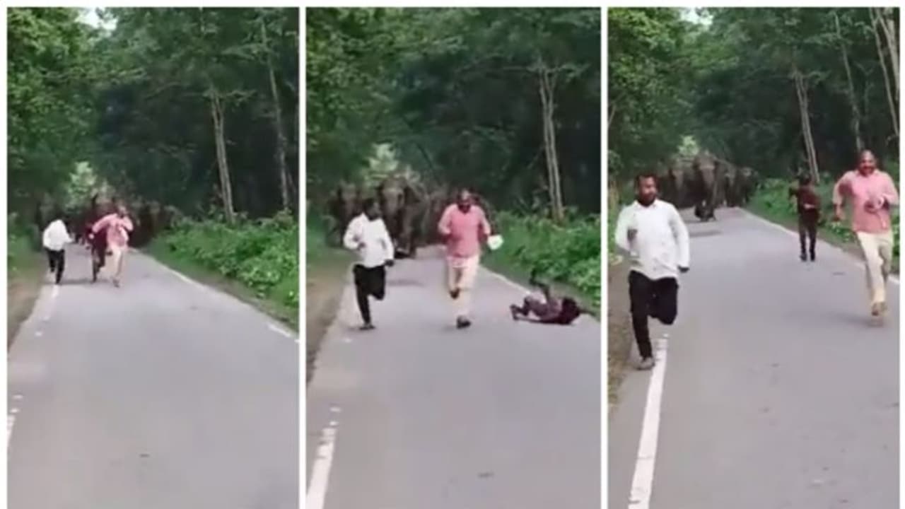 കാട്ടാനകളോടൊത്ത് സെല്‍ഫിയെടുക്കാന്‍ മൂന്ന് പേര്‍; പിന്നീട് നടന്നത്, ഉസൈന്‍ ബോള്‍ട്ടിനെ വെല്ലുന്ന ഓട്ടം !