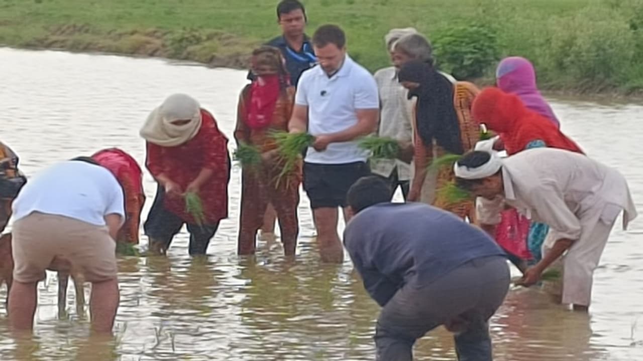 ಮಳೆ ನಡುವೆಯೂ ಭತ್ತ ನಾಟಿ ಮಾಡಿ, ಟ್ರ್ಯಾಕ್ಟರ್‌ ಓಡಿಸಿದ ರಾಹುಲ್‌ ಗಾಂಧಿ