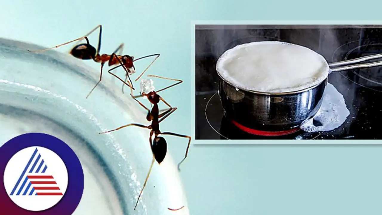 ಇರುವೆಗೆ ಹಾಡಿ ಮುಕ್ತಿ.. ಹಾಲು ಉಕ್ಲೇಬಾರ್ದು ಅಂದ್ರೆ ಹಿಂಗ್ ಮಾಡಿ