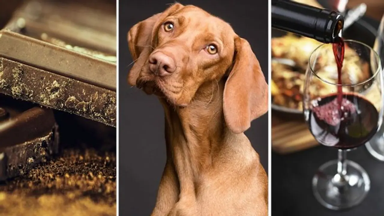 Chocolate to Alcohol 7 food items that are toxic food for dogs Chocolate to Alcohol 7 food items that are toxic food for dogs