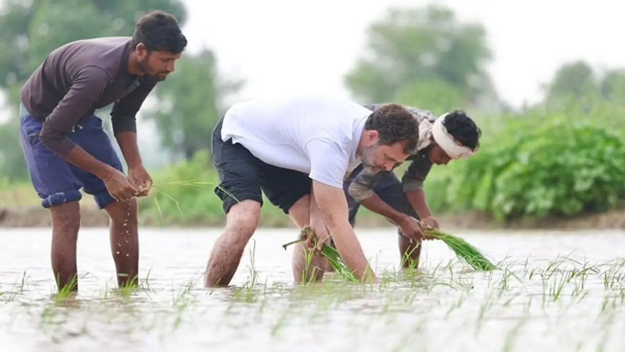 పొలంలో ట్రాక్టర్ నడిపి, వరి నాట్లు వేసిన రాహుల్ గాంధీ.. రైతులతో ముచ్చట్లు పెట్టిన కాంగ్రెస్ నేత..