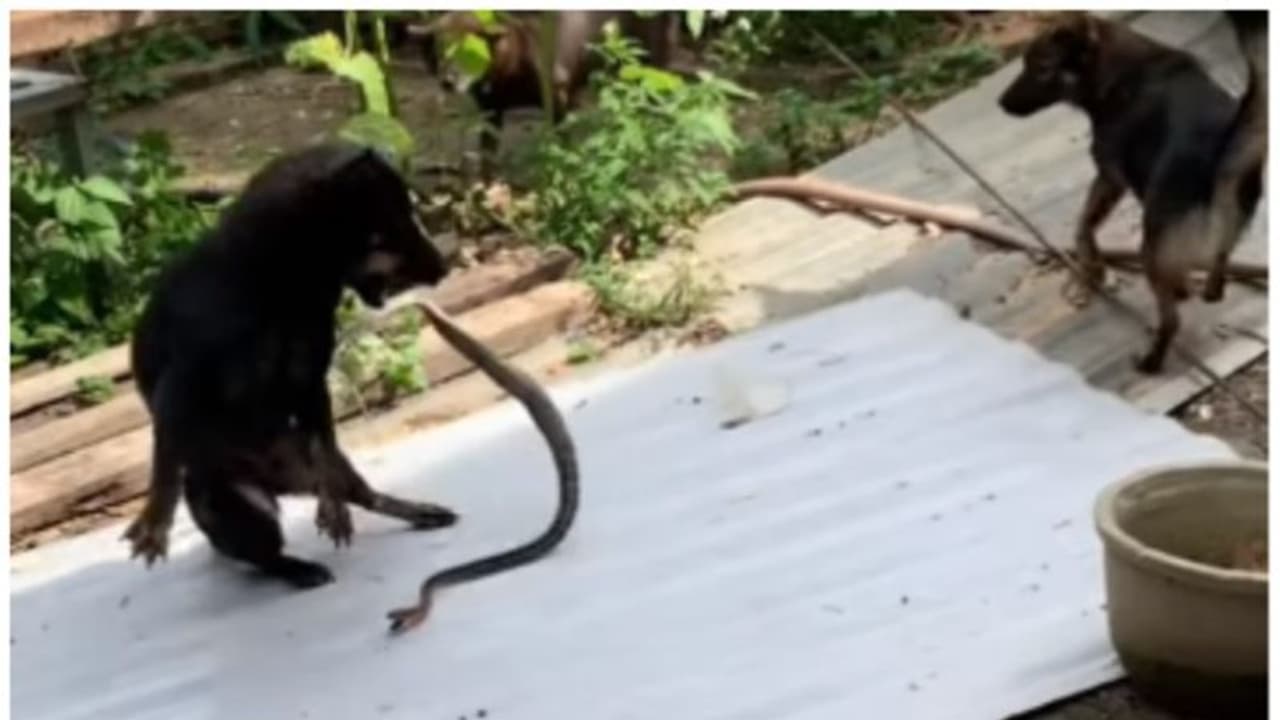 പാമ്പിൽ നിന്നും നായ്കുട്ടികളെ രക്ഷിക്കാൻ നായ്ക്കളുടെ പോരാട്ടത്തിന്റെ വീഡിയോ ! പാമ്പിൽ നിന്നും നായ്കുട്ടികളെ രക്ഷിക്കാൻ നായ്ക്കളുടെ പോരാട്ടത്തിന്റെ വീഡിയോ !