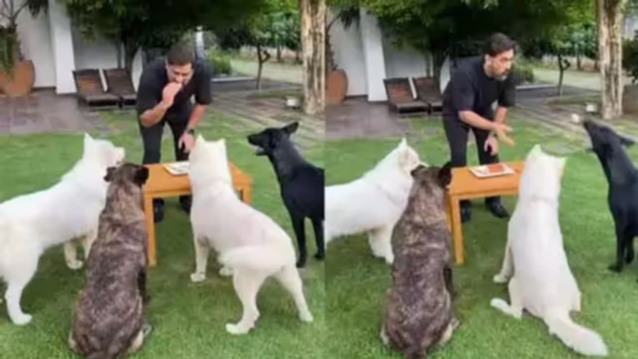 ಕೇಕ್ ಕತ್ತರಿಸಿ ನಾಯಿ ಜೊತೆ ಹುಟ್ಟು ಹಬ್ಬ ಆಚರಿಸಿದ ಧೋನಿ, ವಿಡಿಯೋ ವೈರಲ್! ಕೇಕ್ ಕತ್ತರಿಸಿ ನಾಯಿ ಜೊತೆ ಹುಟ್ಟು ಹಬ್ಬ ಆಚರಿಸಿದ ಧೋನಿ, ವಿಡಿಯೋ ವೈರಲ್!