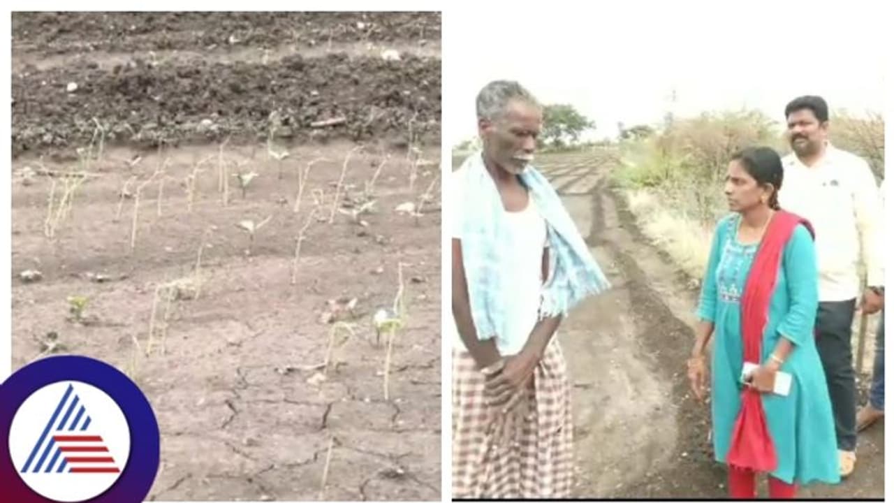 ಸಮಯಕ್ಕೆ ಸರಿಯಾಗಿ ಬಾರದ ಮಳೆ‌, ಈರುಳ್ಳಿ ಬಿತ್ತನೆ ಮಾಡದ ರೈತ, ಬೆಲೆ ಗಗನಕ್ಕೇರುವ ಸಾಧ್ಯತೆ!
