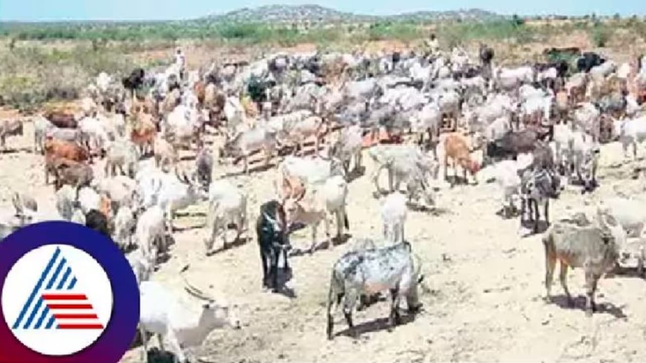 ಗುಡೇಕೋಟೆ ದೇವರ ಎತ್ತುಗಳಿಗೆ ದಕ್ಕಿತು 3 ಟ್ರ್ಯಾಕ್ಟರ್ ಮೇವು ಗುಡೇಕೋಟೆ ದೇವರ ಎತ್ತುಗಳಿಗೆ ದಕ್ಕಿತು 3 ಟ್ರ್ಯಾಕ್ಟರ್ ಮೇವು