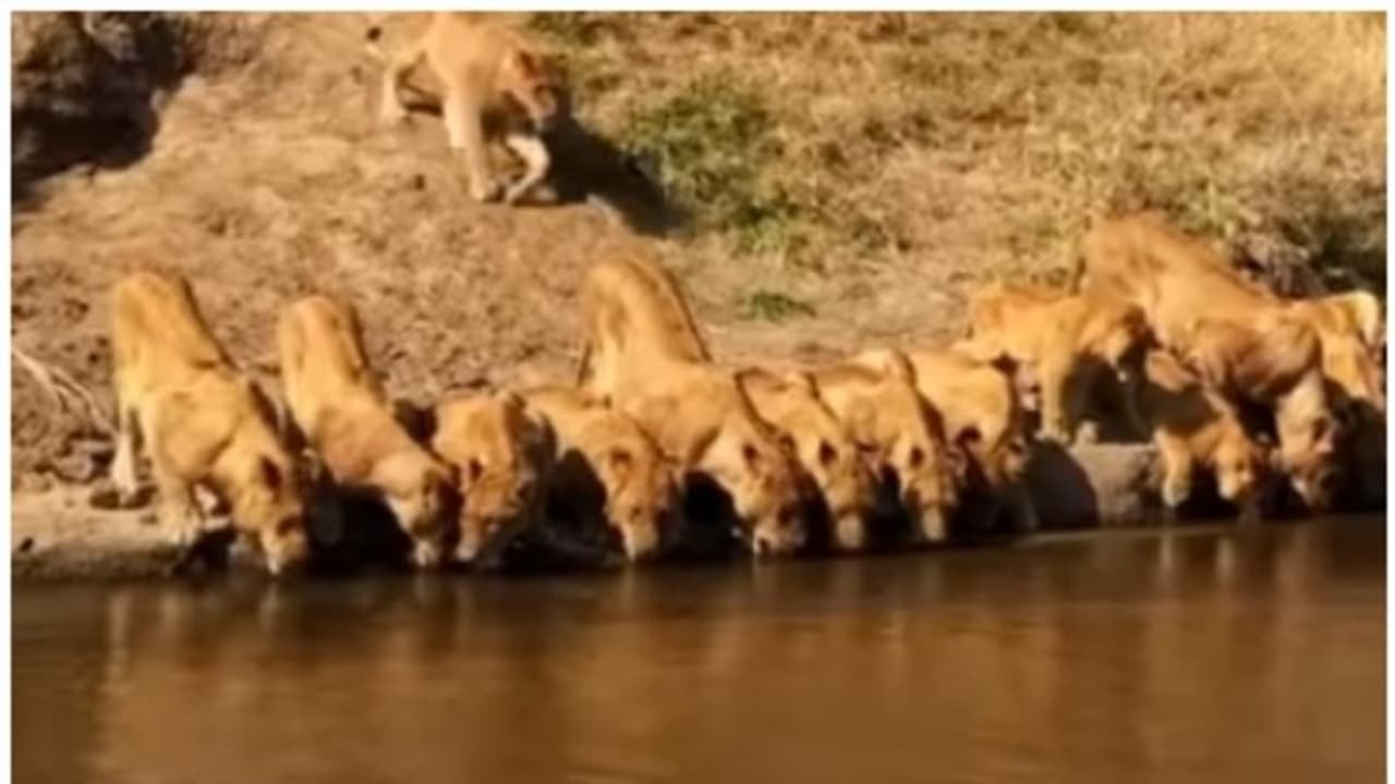 തടാകക്കരയില് ഒരൊറ്റ വരിയായിരുന്ന് വെള്ളം കുടിക്കുന്ന 20 സിംഹങ്ങളുടെ വീഡിയോ ഏറ്റെടുത്ത് നെറ്റിസണ്സ് ! തടാകക്കരയില് ഒരൊറ്റ വരിയായിരുന്ന് വെള്ളം കുടിക്കുന്ന 20 സിംഹങ്ങളുടെ വീഡിയോ ഏറ്റെടുത്ത് നെറ്റിസണ്സ് !