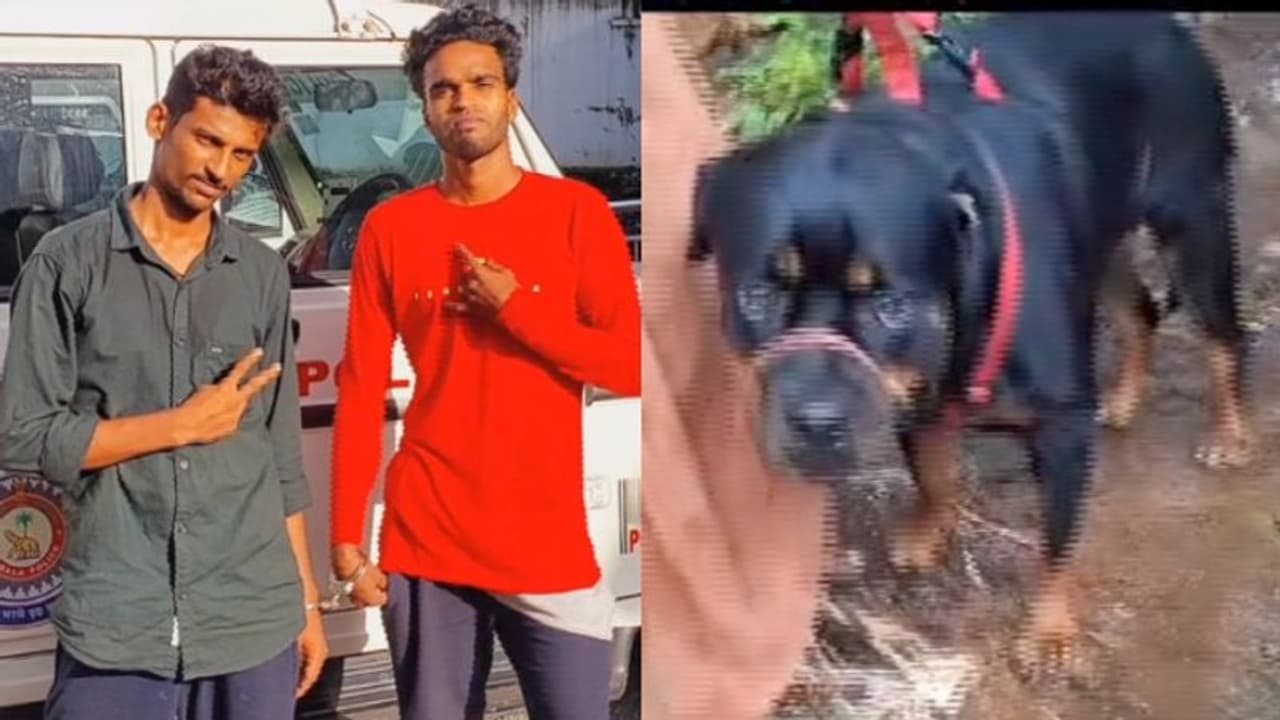 റോട്ട് വീലറെ കാണിച്ച് അന്യസംസ്ഥാന പൊലീസിനെ പറ്റിച്ചു, കേരള പൊലീസിന് മുന്നില് പണി പാളി; വന് ലഹരിമരുന്ന് വേട്ട റോട്ട് വീലറെ കാണിച്ച് അന്യസംസ്ഥാന പൊലീസിനെ പറ്റിച്ചു, കേരള പൊലീസിന് മുന്നില് പണി പാളി; വന് ലഹരിമരുന്ന് വേട്ട