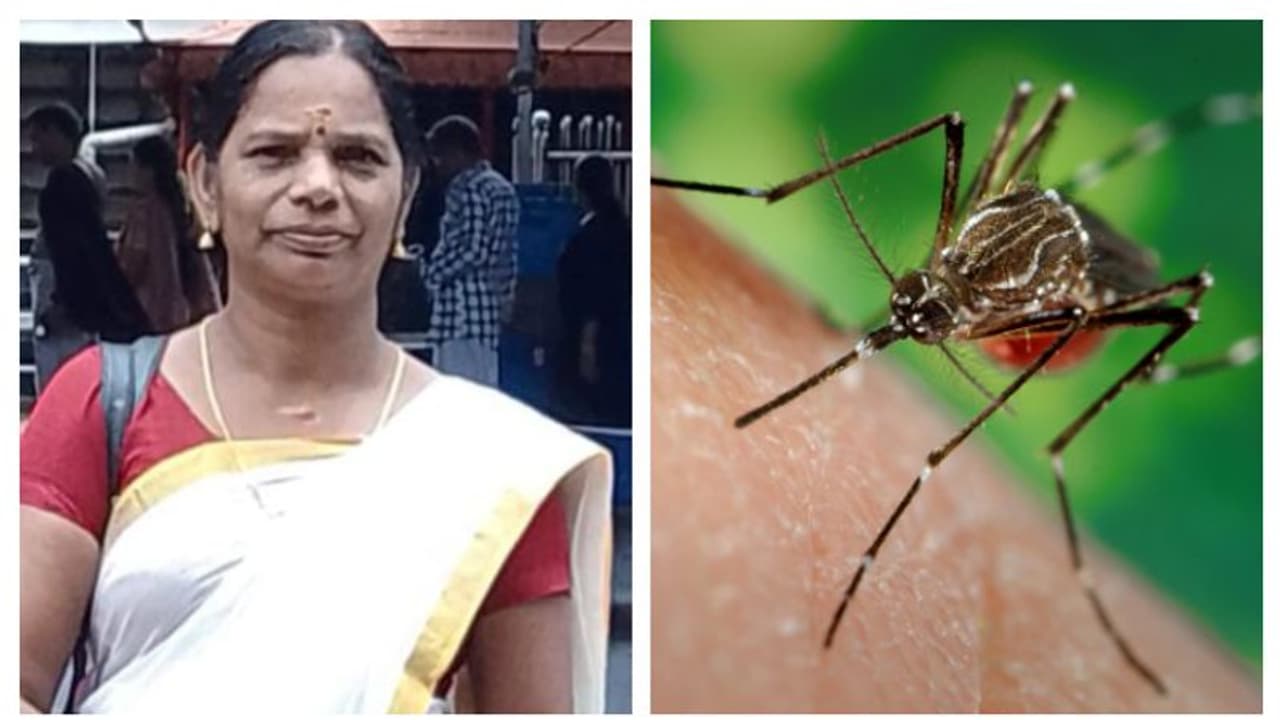 സംസ്ഥാനത്ത് വീണ്ടും ഡെങ്കിപ്പനി ബാധിച്ച് ഒരാൾ മരിച്ചു സംസ്ഥാനത്ത് വീണ്ടും ഡെങ്കിപ്പനി ബാധിച്ച് ഒരാൾ മരിച്ചു