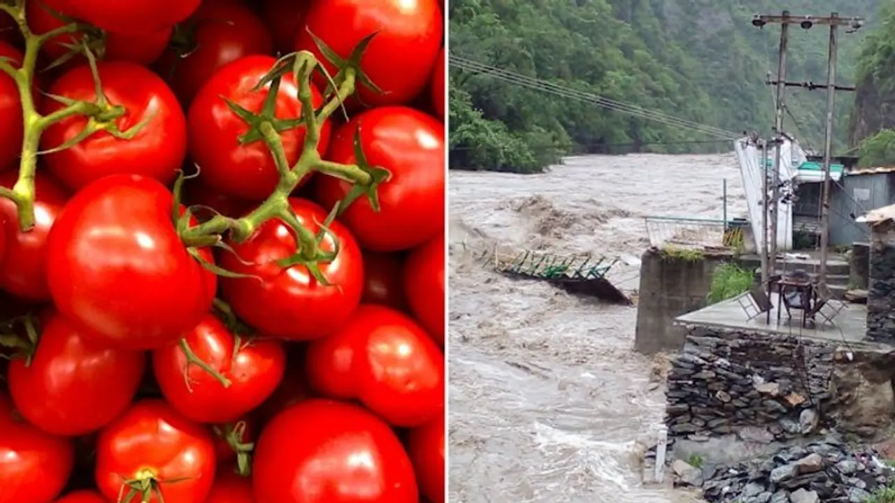 Himachal Pradesh deluge threatens to further spike tomato prices in North India Himachal Pradesh deluge threatens to further spike tomato prices in North India