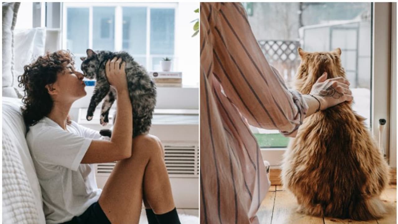 Top 10 essential rules for Cat Owners: Providing a safe and healthy environment for your feline companion Top 10 essential rules for Cat Owners: Providing a safe and healthy environment for your feline companion