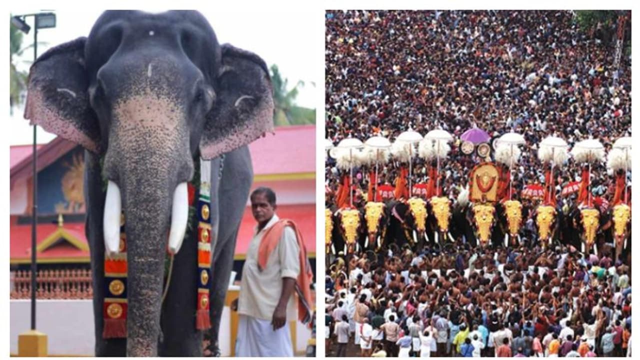 അരനൂറ്റാണ്ടിലേറെ തൃശൂർ പൂരപ്രേമികളുടെ മനം കവർന്ന ശങ്കരംകുളങ്ങര മണികണ്ഠൻ ചരിഞ്ഞു അരനൂറ്റാണ്ടിലേറെ തൃശൂർ പൂരപ്രേമികളുടെ മനം കവർന്ന ശങ്കരംകുളങ്ങര മണികണ്ഠൻ ചരിഞ്ഞു