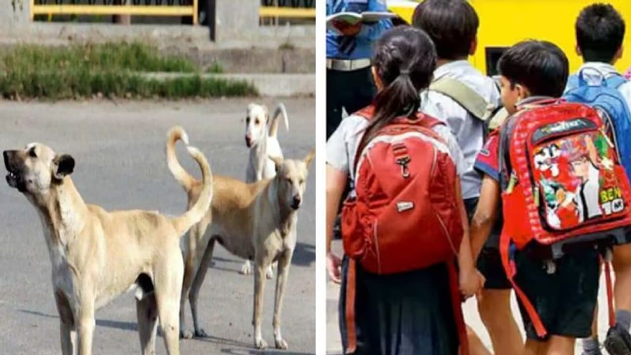 காண்பவரை எல்லாம் கடித்த தெருநாய்கள்.. பிள்ளைகளை பாதுகாக்க எடுத்த அதிரடி முடிவு கேரளாவில் புதிய பிரச்சனை! காண்பவரை எல்லாம் கடித்த தெருநாய்கள்.. பிள்ளைகளை பாதுகாக்க எடுத்த அதிரடி முடிவு கேரளாவில் புதிய பிரச்சனை!