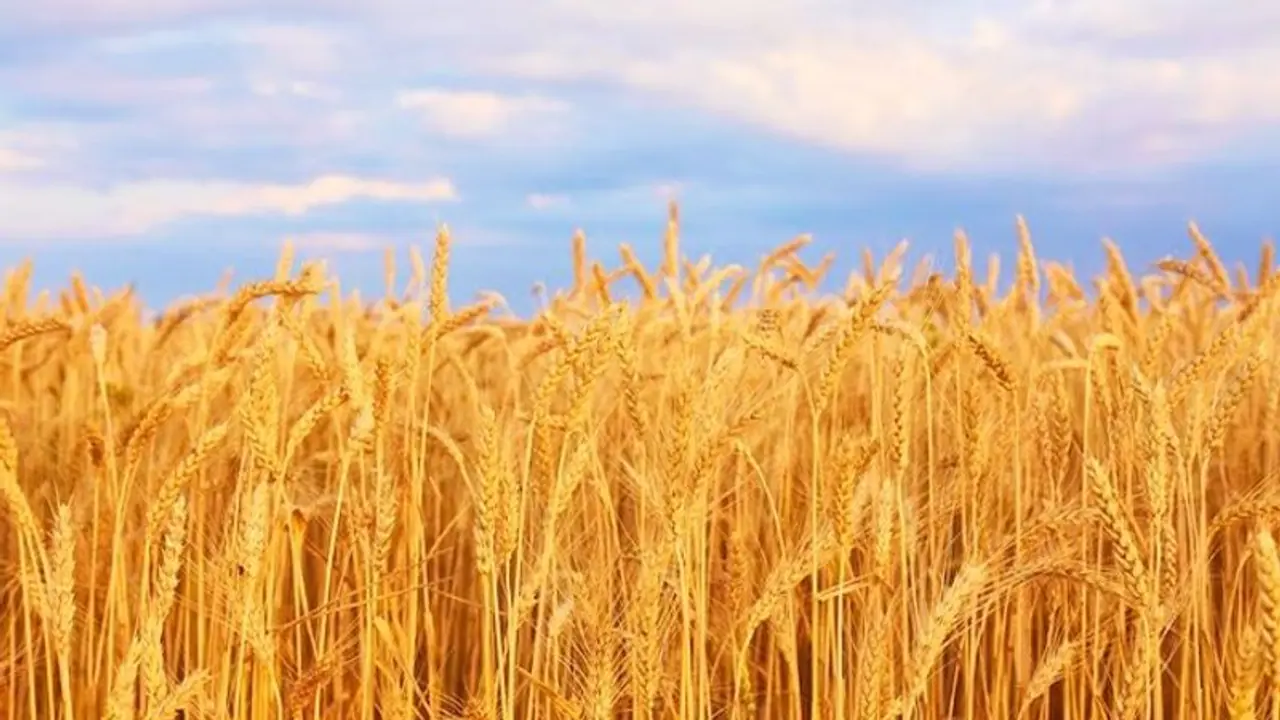 5 healthy and yummy Wheat based snacks for your body 5 healthy and yummy Wheat based snacks for your body