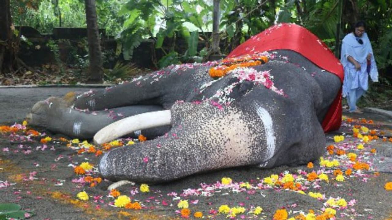 അഞ്ചര പതിറ്റാണ്ടിലധികം തൃശൂര് പൂരത്തിന്റെ ആവേശമായിരുന്ന മണികണ്ഠന് ചരിഞ്ഞു അഞ്ചര പതിറ്റാണ്ടിലധികം തൃശൂര് പൂരത്തിന്റെ ആവേശമായിരുന്ന മണികണ്ഠന് ചരിഞ്ഞു