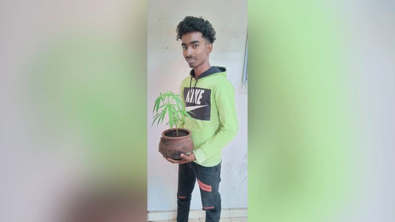 ക്ഷാമകാലത്ത് ഉപയോഗിക്കാൻ കൊല്ലത്ത് ടെറസിൽ 19 കാരന്റ 'കൃഷി', മൂക്കും മുമ്പ് എക്സൈസ് എത്തി!