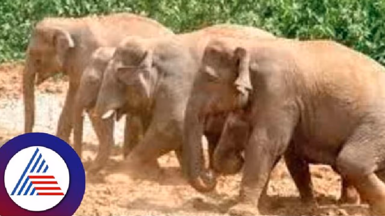 Wildlife: ಕಲಘಟಗಿ ಕಾಡಂಚಿನಲ್ಲಿ ಹೆಚ್ಚಿದ ಕಾಡಾನೆಗಳ ಹಾವಳಿ 