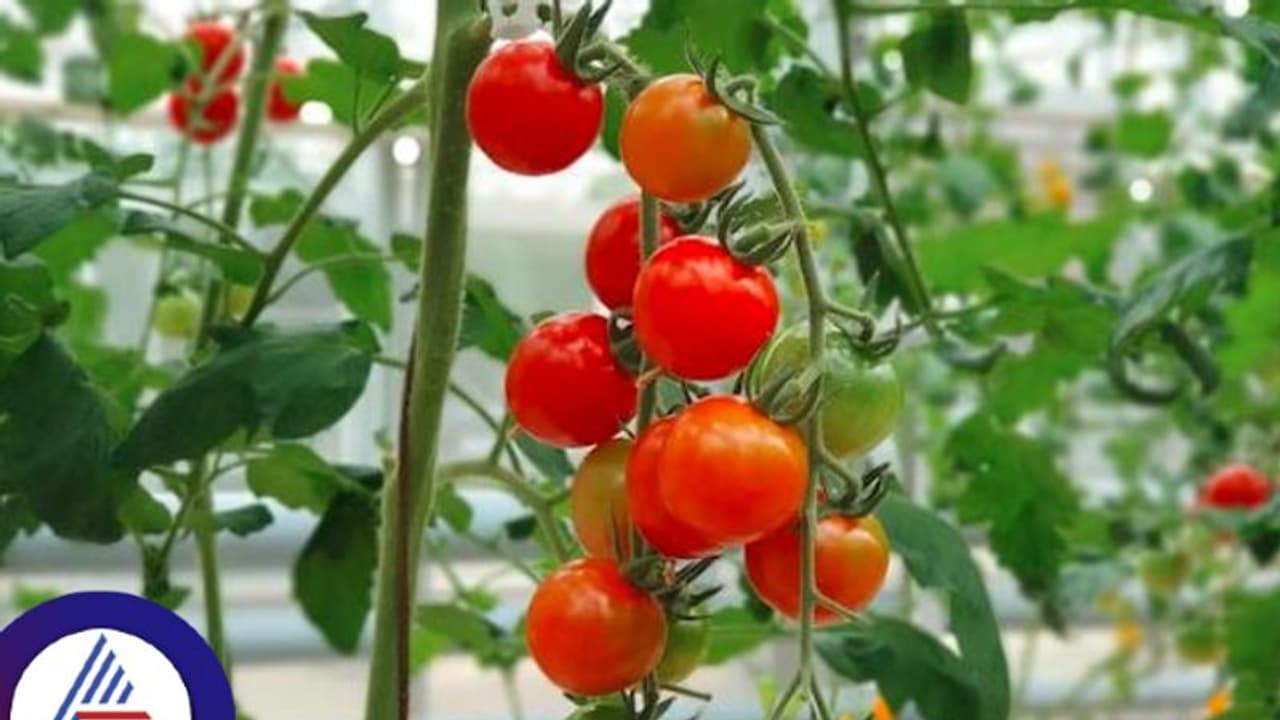ಟೊಮೆಟೋಗೆ ಚಿನ್ನದ ದರ: ಸಸಿಗಳಿಗೆ ಹೆಚ್ಚಿದ ಬೇಡಿಕೆ ಟೊಮೆಟೋಗೆ ಚಿನ್ನದ ದರ: ಸಸಿಗಳಿಗೆ ಹೆಚ್ಚಿದ ಬೇಡಿಕೆ