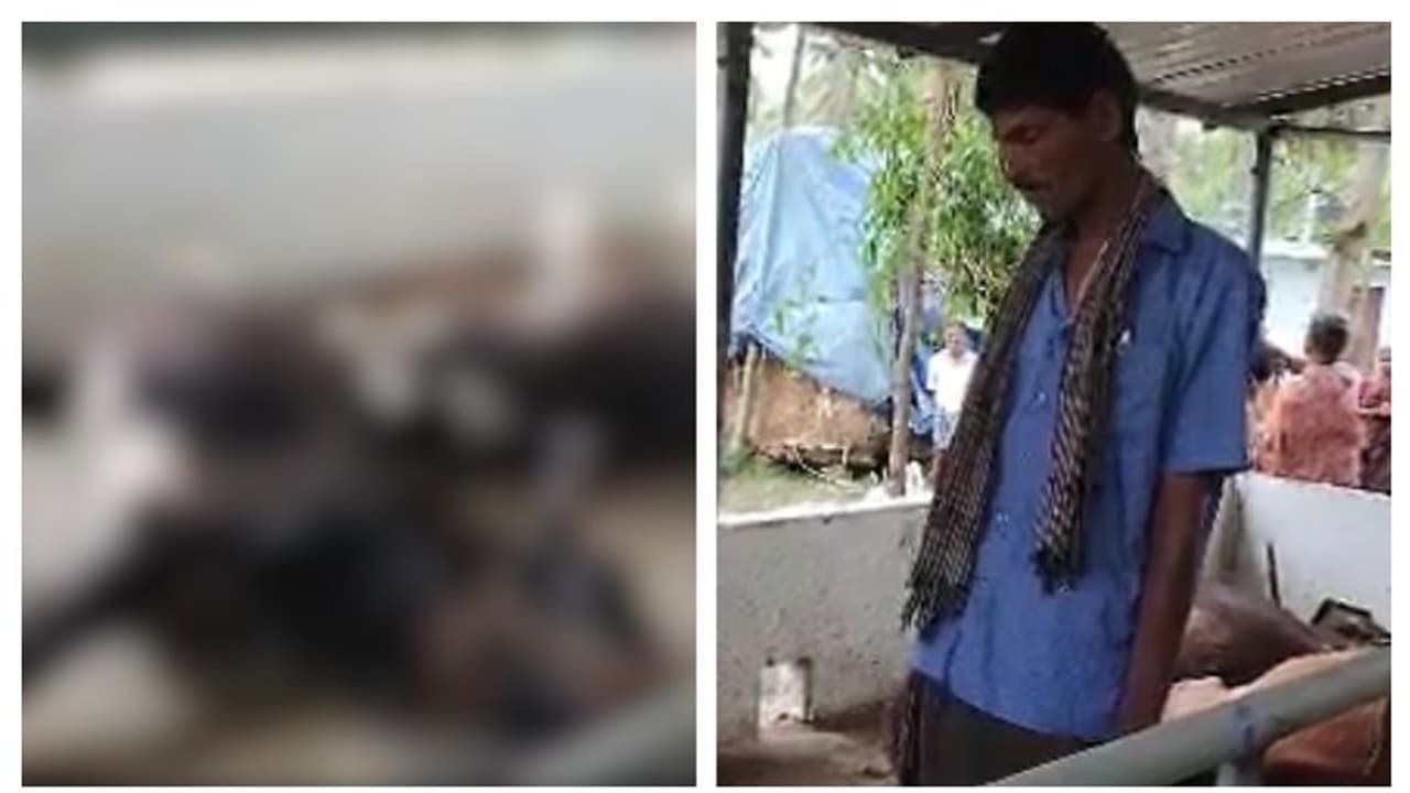 കാത്സ്യത്തിന്റെ കുത്തിവെയ്പ്പെടുത്തു, ആറ് പശുക്കൾ ചത്തു; നെഞ്ച് തകർന്ന് സെന്തിൽ കാത്സ്യത്തിന്റെ കുത്തിവെയ്പ്പെടുത്തു, ആറ് പശുക്കൾ ചത്തു; നെഞ്ച് തകർന്ന് സെന്തിൽ