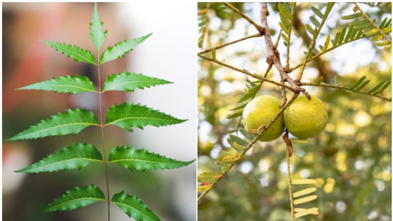 Neem to Amla: 7 most effective Indian medicinal plants