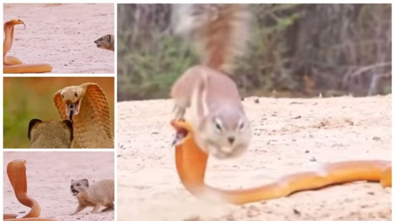 അണ്ണാൻ കുഞ്ഞിനും തന്നാലായത്; പാമ്പിനെതിരെ പോരാടാൻ കീരിയെ സഹായിക്കുന്ന അണ്ണന്റെ വീഡിയോ വൈറല് ! അണ്ണാൻ കുഞ്ഞിനും തന്നാലായത്; പാമ്പിനെതിരെ പോരാടാൻ കീരിയെ സഹായിക്കുന്ന അണ്ണന്റെ വീഡിയോ വൈറല് !