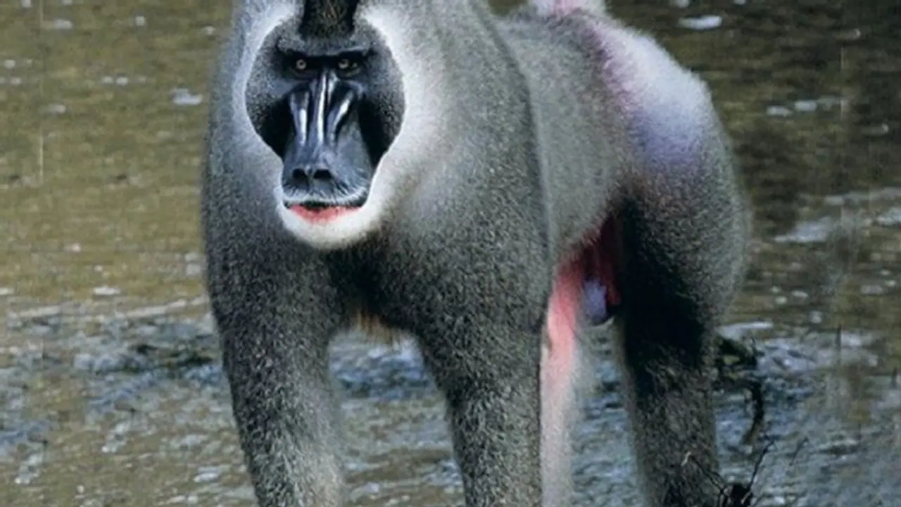 ಸತ್ತರೂ ಹೊತ್ತುಕೊಂಡು ರಕ್ಷಿಸಿದ್ದ ಮರಿ ಕೋತಿಯನ್ನೇ ತಿಂದ ಹೆತ್ತ ತಾಯಿ: ಕಾರಣ ಕಂಡುಕೊಂಡ ಸಂಶೋಧಕರೇ ಶಾಕ್! ಸತ್ತರೂ ಹೊತ್ತುಕೊಂಡು ರಕ್ಷಿಸಿದ್ದ ಮರಿ ಕೋತಿಯನ್ನೇ ತಿಂದ ಹೆತ್ತ ತಾಯಿ: ಕಾರಣ ಕಂಡುಕೊಂಡ ಸಂಶೋಧಕರೇ ಶಾಕ್!