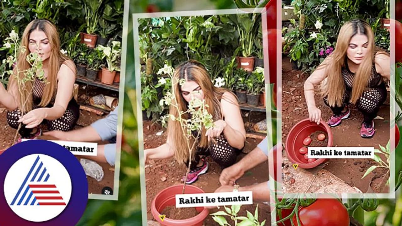 ರಾಖಿ ಸಾವಂತ್ ಟೊಮ್ಯಾಟೊ ಕೃಷಿ: 15 ದಿನದಲ್ಲೇ ಫಲ! ವಿಡಿಯೋ ನೋಡಿ ನೆಟ್ಟಿಗರು ಕಿಡಿ ರಾಖಿ ಸಾವಂತ್ ಟೊಮ್ಯಾಟೊ ಕೃಷಿ: 15 ದಿನದಲ್ಲೇ ಫಲ! ವಿಡಿಯೋ ನೋಡಿ ನೆಟ್ಟಿಗರು ಕಿಡಿ