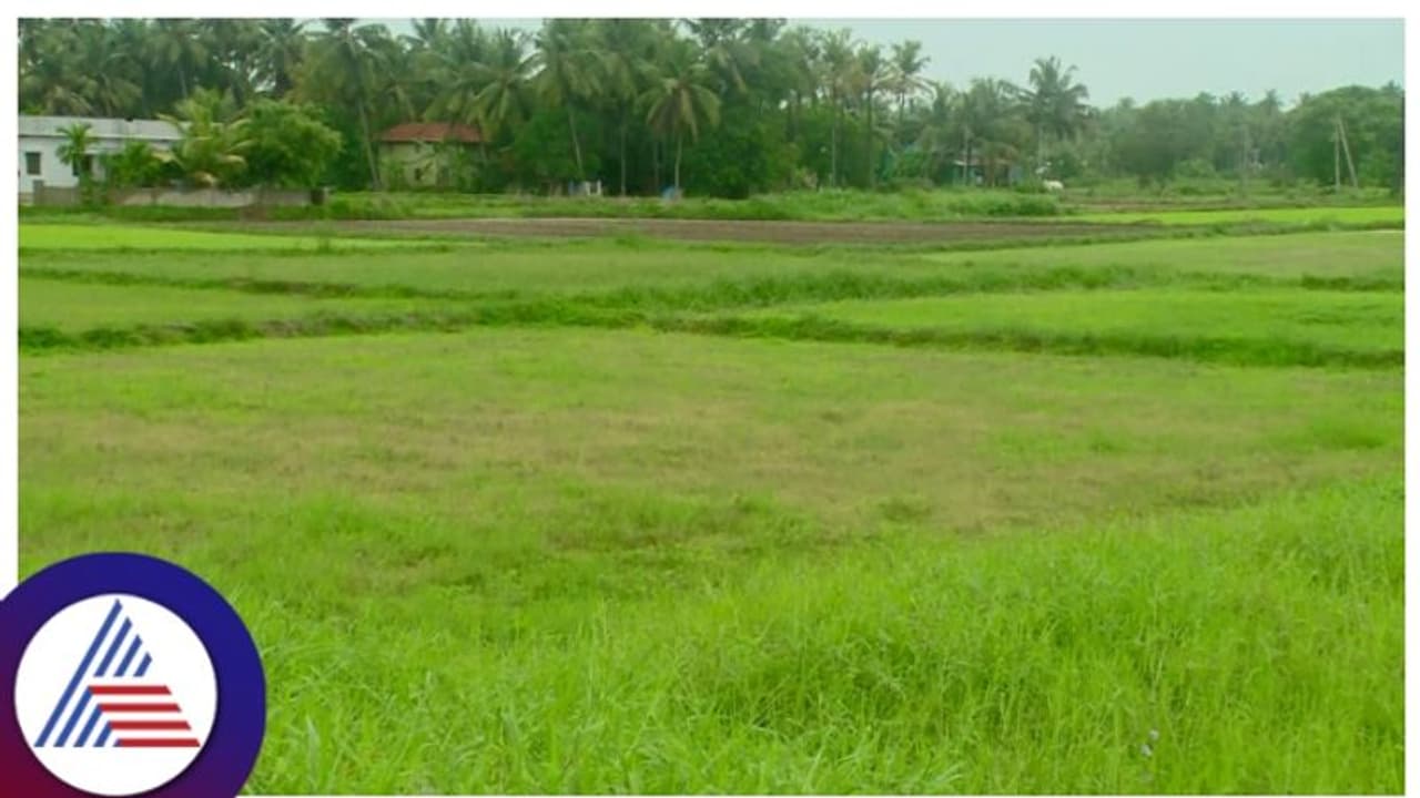 ಫಸಲ್ ಬಿಮಾ ಯೋಜನೆ ಬೆಳೆ ವಿಮೆ ನೋಂದಣಿಗೆ ಜು. 31 ಕೊನೆಯ ದಿನ ಫಸಲ್ ಬಿಮಾ ಯೋಜನೆ ಬೆಳೆ ವಿಮೆ ನೋಂದಣಿಗೆ ಜು. 31 ಕೊನೆಯ ದಿನ