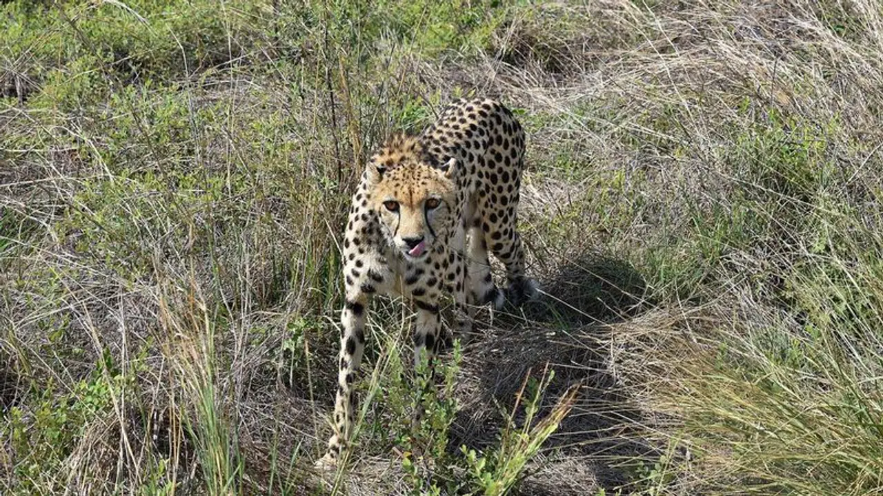 ಕುನೋ ಅರಣ್ಯದಲ್ಲಿ ಪ್ರವಾಸಿಗರಿಗೆ ಚೀತಾ ವೀಕ್ಷಣೆ ಭಾಗ್ಯ, ಪ್ರವಾಸಿ ವಲಯದಲ್ಲಿ 2 ಗಂಡು ಚೀತಾ