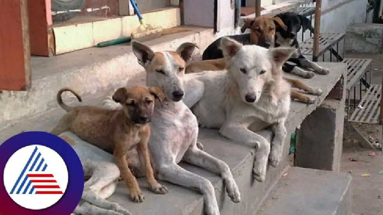 Why BBMP is tagging dogs with micro chips in Bengaluru