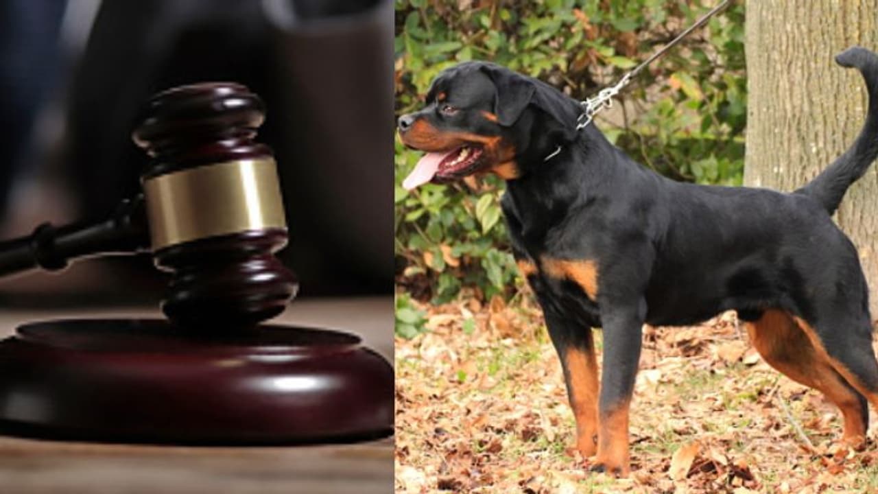 വളർത്തുമൃഗങ്ങൾ ജീവിതശൈലിയുടെ ഭാഗം, മുന്‍ ഭാര്യയുടെ നായകള്‍ക്ക് പരിപാലന തുക നല്‍കാന്‍ യുവാവിനോട് കോടതി