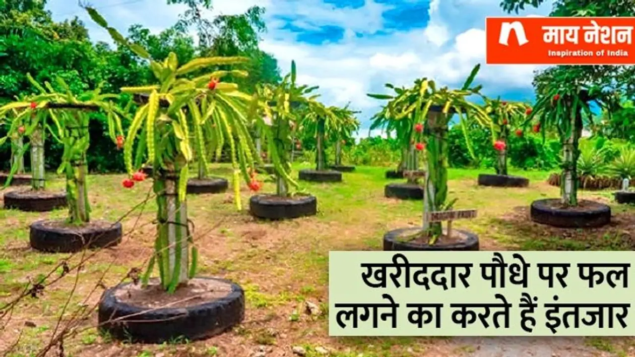चाइनीज नाम से थी 'हेट' पर ड्रैगन फ्रूट की खेती कर मशहूर हुए रामजी दुबे
